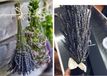 Load image into Gallery viewer, 30 stems Dried Lavender Flowers Branch
